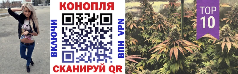 Марихуана гибрид Новокубанск